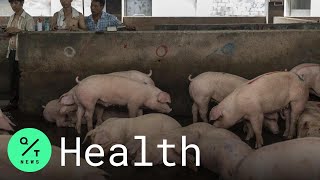 Swine Flu Infecting Humans in China Raises Fears of Another Pandemic