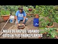 colocando esto en tus tránsplantes tendrás miles de FRUTOS en tus ARBOLES en MACETA