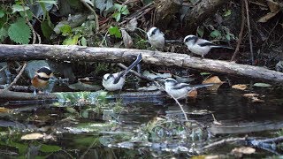 河口湖フィールドセンターのエナガとヤマガラの水浴び　その１（4K60P動画）