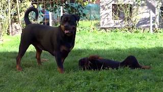 ROTTWEILER MOM AND DAD PLAYING WITH PUPPIES