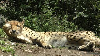 チーター,よこはま動物園ズーラシア,Cheetah,Zoorasia,Yokohama,Kanagawa,Japan