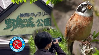 Saiko Wild Bird Forest Park 西湖野鳥の森公園に行ってきたよ！[Kashin Channel]