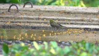 暗綠繡眼鳥 玩水 Swinhoe's White-Eye playing in water