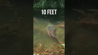 Giant Arapaima fish මිරිදිය යෝදයා #shorts