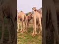 Camels life at desert #shortvideo #animals #camel #camelenjoy