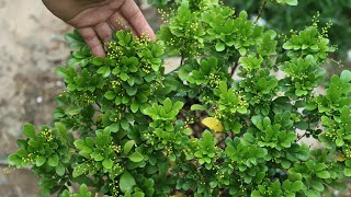 养米兰花，谨记好这两重点，开花多，香气浓厚