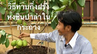 วิธีทาบกิ่งฝรั่งหงชินปาล่าในกระถาง Samart Jukunthod