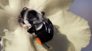 The Effects of Fungicides on Bumble Bee Colonies | HHMI BioInteractive Video