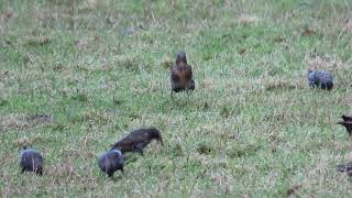 Fieldfare feeding with Starlings