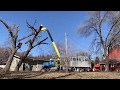 Ash & Maple Removals using Grapplesaw & Tracked Lift