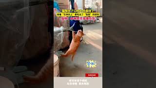 猫咪为了口吃的也是拼了，做着“引体向上”都吃出了“鱼翅”的感觉，猫咪：本咪是凭本事吃饭 #cuteanimal #cat #寵物 #pets