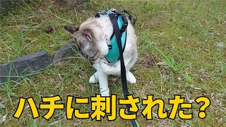 【猫vs蜂】ハチに刺された？？