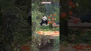 #大熊猫 #大熊猫妹猪 #panda 腊八节快乐！妹猪！