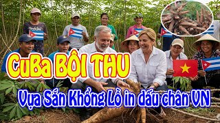 AGRICULTURAL BREAKTHROUGH: CUBA HAS A 'RECORD' CROP THANKS TO... VIETNAMESE CASSAVA!