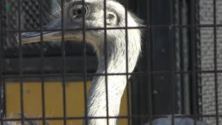 レア (福山市立動物園) 2019年2月25日