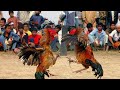 Aseel Rooster Fight | Aseel Hint Horozu Kocareis kimseyi kaale almıyor. #aseel #rooster #chicken