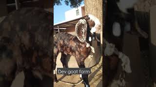 Dev goat farm गुर्जरी नस्ल बकरा 👍👍