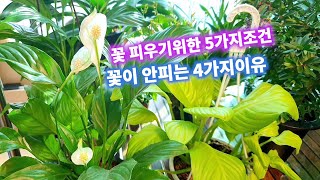 공기정화식물🎈스파트필름 키우는방법 스파트필름 꽃피우기 스파트필름 꽃이 안펴요 주의할점