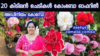 20 ചെടികളുടെ കോംബോ ഓഫർ /combo offer /low cost plants sale/Adinem combo/Aseliya cimbo/Jasmin's world