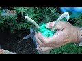 the best way to graft loquat tree