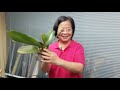 水膜盆 只有水氣沒有積水蘭花不爛根要這樣種 how to prevent orchid rotten roots