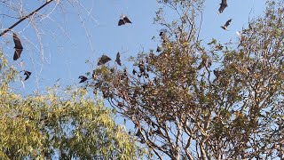 bats tree,గబ్బిలం చెట్టు అని పిలిచే పల్లెవాసులు..!