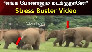 “இந்த சேட்டை போதுமா...” யானைக் குட்டிகள் குறும்பு செய்யும் அழகிய காட்சிகள் | Elephant | Animals