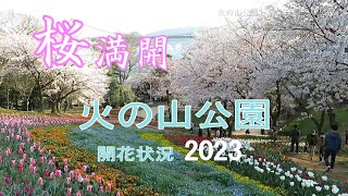 【桜満開】火の山公園トルコチューリップ園　撮影日2023年3月29日