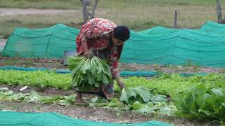 Khmer farmers plant green vegetables in Cambodia