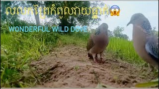 លលកកំពូលវាយធ្នាក់ Wonderful Wild Dove #pigeon (លលកធ្នាក់)