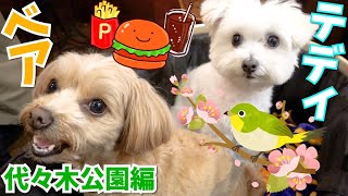 【愛犬】テディベアが代々木公園をルンルンで散歩するの巻‼︎