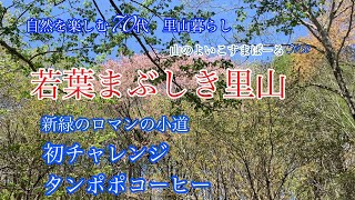 若葉まぶしき里山　新緑のロマンの小道　初チャレンジ　タンポポコーヒー