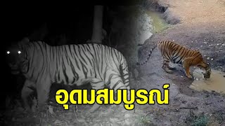 เปิดภาพจากกล้องดักถ่ายสัตว์ในผืนป่ากาญจนบุรี พบสัตว์ตระกูลเสือเพิ่มขึ้น สะท้อนความอุดมสมบูรณ์