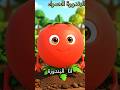 أنا البندورة الحمرا🍅 أغنية أطفال طيور الجنة | #بدون_موسيقى #طيور_الجنة #toyor_baby #أغاني_أطفال