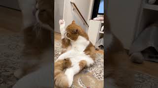 最後おじさんみたいになる猫。　#shorts , #猫動画 , #エキゾチックショートヘア , #ねこ , #猫のいる暮らし , #cat , @かまって猫たるたる