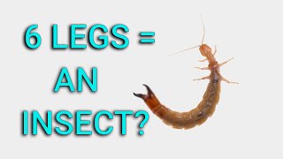 This six-legged animal has no wings, no eyes and looks like an earwig!