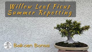 Willow Leaf Ficus Summer Repot - Bonsai Techniques - Baikoen Bonsai Club