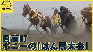 ポニーの「ばん馬大会」…人馬一体・迫力の競技に歓声　北海道日高町