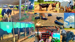 ❤️முதல் முதலில்🤩  நம்ம மாடு🐄 வாங்கப்போறோம்  எவ்வளவு எருமை 🐃கன்னுகுட்டி 🐾 raddish harvesting tamil🔪