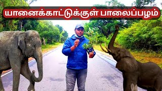 யானைக்காட்டில் பாலைப்பழம்| Kilinochchi | Srilanka