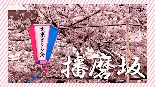 【お花見】播磨坂・桜