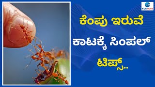 ಇರುವೆ ಓಡಿಸಲು ಸರಳ ಉಪಾಯ ಇಲ್ಲಿದೆ | Simple tips | Zee Kannada News