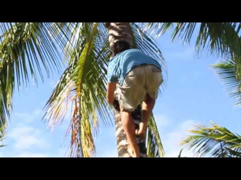 What is the coconut palm tree used for?