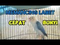 suara burung lovebird, memancing labet cepat bunyi