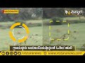 ಜೋಡೆತ್ತಿನಂತೆ ಕಾಣಿಸಿಕೊಂಡ ಎರಡು ಹುಲಿಗಳು tigers in gundlupete chamrajnagar vistara news