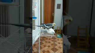 Cockatiel Breeding#bird #short #parrots #cockatiel #parrot