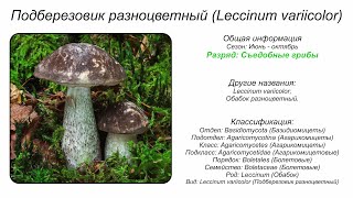 Подберезовик разноцветный (Leccinum variicolor)