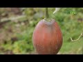 cómo controlar plagas y enfermedades en cultivos de tomate de árbol tvagro por juan gonzalo angel