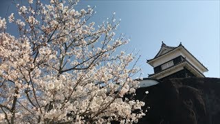 臼杵城 の桜【2018年】