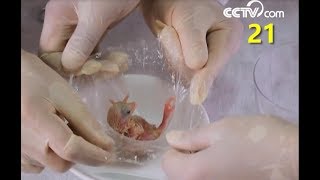 China's first chick hatched without eggshell | CCTV English